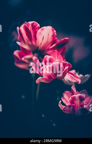 Die tiefen burgunderroten Tulpen in der Blüte eines Sommerabends. Die Schönheit der Natur, die flüchtige Natur der Zeit. Stockfoto