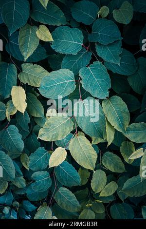 Grüne japanische Knotweed-Pflanze Blätter im Frühling, grüner Hintergrund Stockfoto