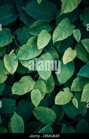 Grüne japanische Knotweed-Pflanze Blätter im Frühling, grüner Hintergrund Stockfoto