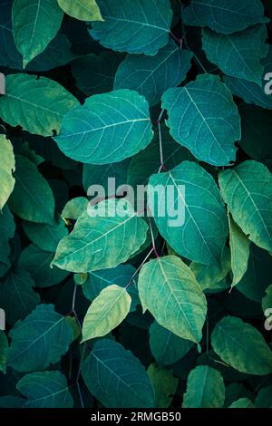 Grüne japanische Knotweed-Pflanze Blätter im Frühling, grüner Hintergrund Stockfoto