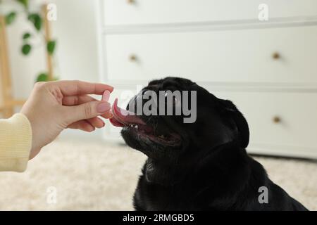 Frau, die dem süßen Mops-Hund Pille im Zimmer gibt, Nahaufnahme Stockfoto