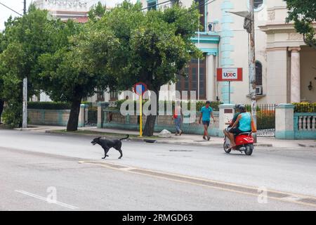 Havanna, Kuba, 2023, streunender Hund, der die Straße überquert Stockfoto