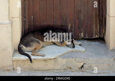 Havanna, Kuba, 2023, streunender Hund vor der Tür Stockfoto