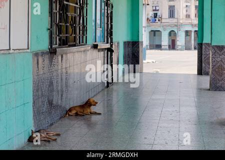 Havanna, Kuba, 2023, streunender Hund auf einer Veranda Stockfoto