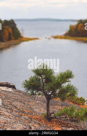 Einsamer Pinienspriß auf der Klippe über der wunderschönen Herbstbucht Stockfoto