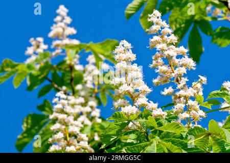 Rosskastanie oder Konkerbaum (aesculus hippocastanum), Nahaufnahme einiger der weißen Blütenspitzen des Baumes, die vor einem blauen Frühlingshimmel geschossen wurden. Stockfoto