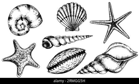 Vektormuscheln festgelegt. Handgezeichnete Illustration von Meeresschalen auf isoliertem Hintergrund. Zeichnung von Jakobsmuschel und Seestern im Umrissstil. Skizze von Cockleshell mit schwarzer Tinte gemalt. Unterwasser-Strichkunst Stock Vektor
