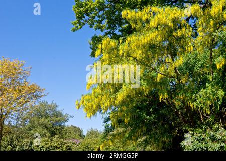 Laburnum (Laburnum anagyroides), eine weite Ansicht des häufig gepflanzten Baumes in voller Blüte, aufgenommen an einem sonnigen Tag vor einem blauen Himmel. Stockfoto