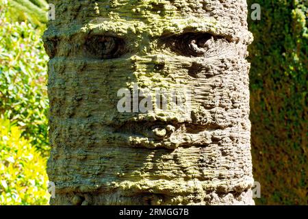 Affenpuzzle oder Chilenische Kiefer (araucaria araucana), Nahaufnahme der Rinde des Baumes, das Licht macht ein Gesicht, während die Zunge herausragt. Stockfoto