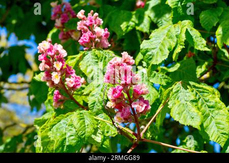 Rote Rosskastanie (aesculus carnea), Nahaufnahme der Spitzen dunkelrosa Blüten, die im Frühjahr von dem eher ungewöhnlichen Baum produziert werden. Stockfoto