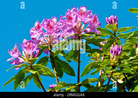 Rhododendron (Rhododendron ponticum), Nahaufnahme der großen violetten Blüten der wilden Sorte des Strauchs, die vor einem klaren blauen Himmel geschossen wurden. Stockfoto