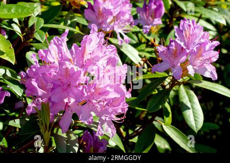 Rhododendron (Rhododendron ponticum), Nahaufnahme der großen violetten Blüten der wilden Sorte des gewöhnlichen Strauchs. Stockfoto
