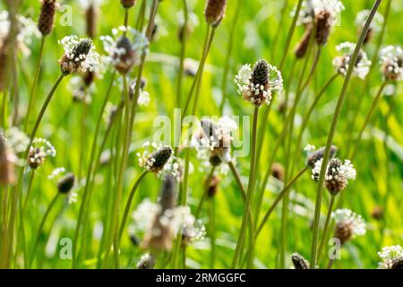 Rippengras (plantago lanceolata), Nahaufnahme einer Gruppe von Graslandpflanzen und Wiesen mit Schwerpunkt auf einer einzigen Blume. Stockfoto