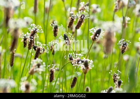 Rippenkraut-plantain oder Rippengras (plantago lanceolata), Nahaufnahme einer großen Ansammlung der gemeinsamen Pflanze von Grasland und Blumenwiesen. Stockfoto