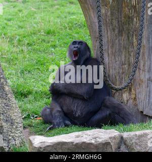 Weiblicher westlicher Tieflandgorilla (Gorilla Gorilla) Stockfoto