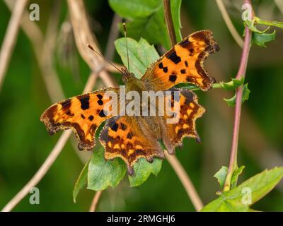 Comma Butterfly (Polygonia c-Album), Leicestershire, England, UK. Stockfoto