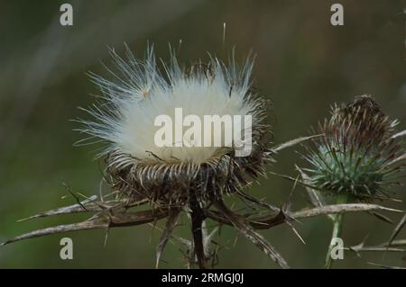 Milchdistel oder silybum marianum, die nach der Blüte auf einer Sommerweide, Sofia, Bulgarien, Samen bilden Stockfoto