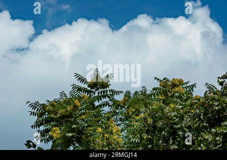 Blätter und Samen am Baum des Himmels oder Ailanthus altissima, Sofia, Bulgarien Stockfoto