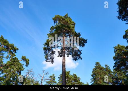 Hohe Kiefer im Wald vor dem blauen Himmel Stockfoto