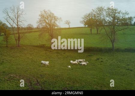 Cows of a light Aquitanian breed graze in the rays of the setting sun on a green meadow in spring. Livestock concept. Stock Photo