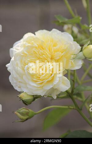 Nahaufnahme des Pilgers, eine David Austin Rose. Spätsommersaison Stockfoto