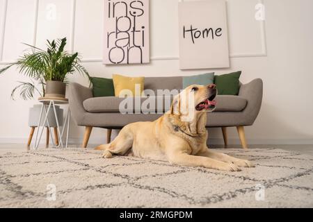 Süßer Labrador-Hund, der zu Hause auf dem Teppich liegt Stockfoto
