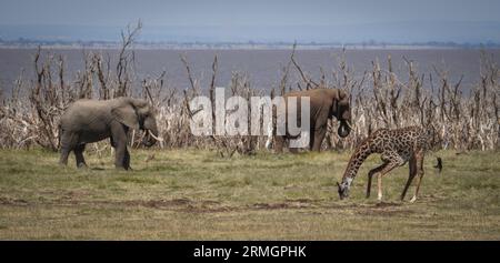 Fantastische Safari im Lake Manyara, Tansania Stockfoto