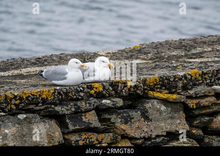 Ein Paar Heringsmöwen, Larus argentatus, sitzt auf einer Anlegestelle auf Yell, Shetland. Stockfoto