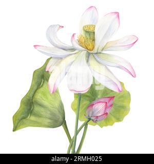 Set aus rosa Lotusblüten, Knospen und Blättern. Zart blühende Wasserlilie. Blumenelemente. Aquarellillustration isoliert auf weißem Hintergrund. Handzeichnung Stockfoto