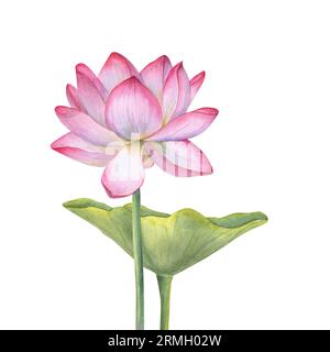 Rosa Lotusblume und grünes Blatt. Blühende Wasserlilie. Aquarellillustration isoliert auf weißem Hintergrund. Handgezeichnete Komposition für Poster, Karten Stockfoto