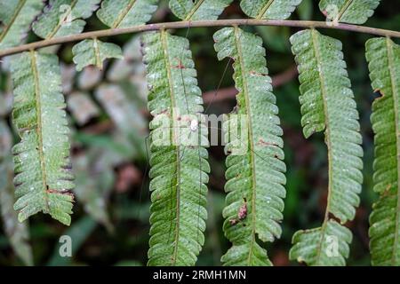 Eine Papa-Langschenkelspinne auf einem grünen Farnblatt. Java, Indonesien. Stockfoto