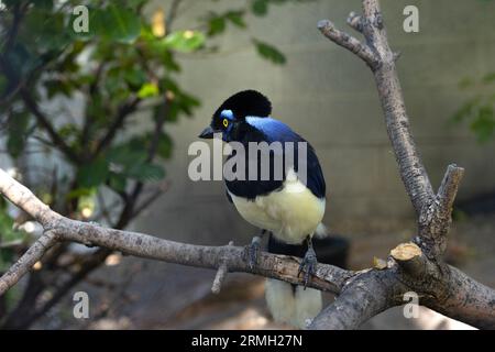 Ein flauschiger jay in einem Baum. Stockfoto