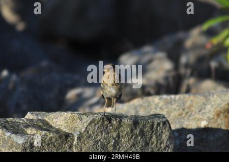 Ein junger robin (Erithacus rubecula), der auf einem Felsen in Lochranza, Isle of Arran, Schottland, steht Stockfoto