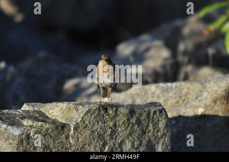 Ein junger robin (Erithacus rubecula), der auf einem Felsen in Lochranza, Isle of Arran, Schottland, steht Stockfoto