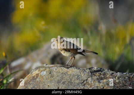 Ein junger robin (Erithacus rubecula), der auf einem Felsen in Lochranza, Isle of Arran, Schottland, steht Stockfoto