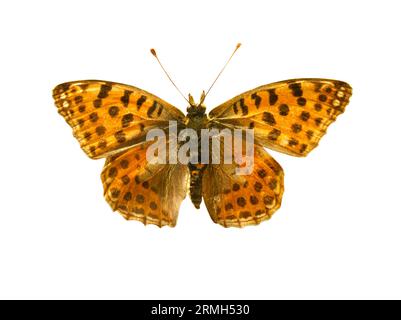 Orangefarbener Schmetterling mit schwarzen Punkten und offenen Flügeln in der Draufsicht als fliegender Insektenfalter. Rasse Argynnis niobe isoliert auf weißem Hintergrund. Stockfoto