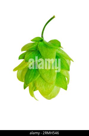 Frischer Green-Hop-Pflanzenkegel isoliert auf weißem Hintergrund. Design-Element für Brauerei und Bäckerei. Reifen Hopfen für die Bierherstellung, Brotherstellung, Braukonzept Stockfoto