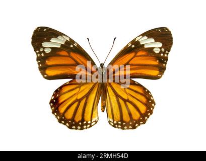 Orange Monarch Butterfly (Danaus plexippus) isoliert auf weißem Hintergrund. Objekt mit Beschneidungspfad. Milkweed-Schmetterling (Unterfamilie Danainae) im fa Stockfoto