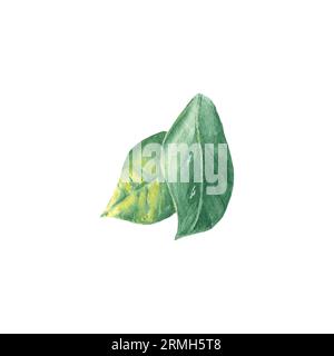 Aquarell-Darstellung von Zitronenblättern, handbemalt im botanischen Stil, für den Einsatz in Feiertagen, Hochzeiten und Speisedesign. Isoliertes Zitrustropisches Blatt Stockfoto