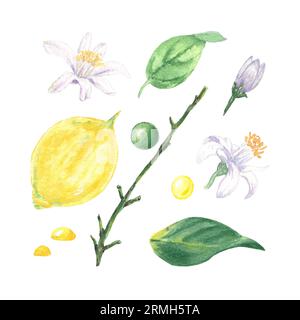 Aquarelle Zitronen, Blätter und Blumen, handbemalt im botanischen Stil, für Feiertage, Hochzeiten und Essensgestaltung. Clipart Citrus Tropical Stockfoto