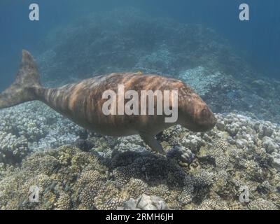 Dugong-Schwimmen in der Nähe des Korallenriffs. Meerestier (Dugong Dugon). Seekuh. Stockfoto