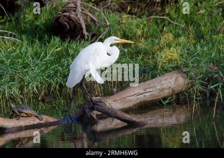 Großer Egret, Ardea alba, mit einer lockeren Feder und einem rothörnigen Schieberegler, Trachemys scripta elegans Stockfoto