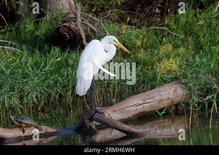 Großer Egret, Ardea alba, mit einer lockeren Feder und einem rothörnigen Schieberegler, Trachemys scripta elegans Stockfoto