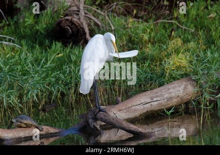 Toller Egret, Ardea alba, lockere Federn abzupfen, zusammen mit einem rothörnigen Schieberegler, Trachemys scripta elegans Stockfoto