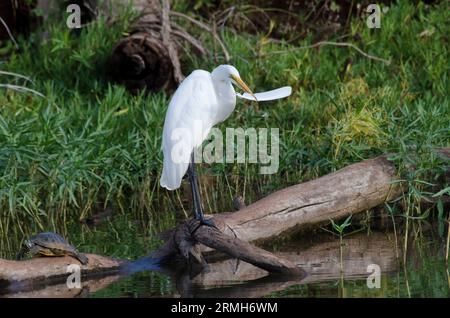 Toller Egret, Ardea alba, lockere Federn abzupfen, zusammen mit einem rothörnigen Schieberegler, Trachemys scripta elegans Stockfoto