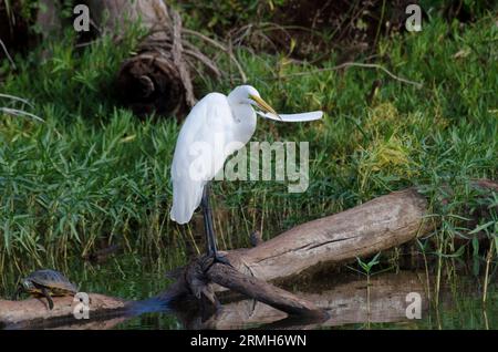 Toller Egret, Ardea alba, lockere Federn abzupfen, zusammen mit einem rothörnigen Schieberegler, Trachemys scripta elegans Stockfoto