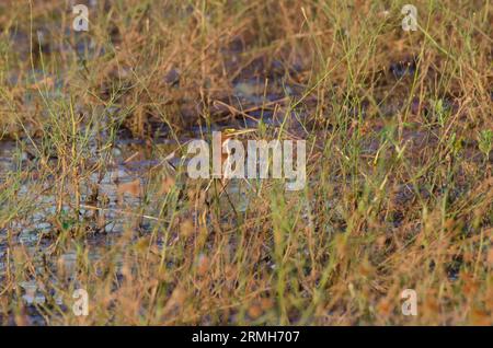 Green Heron, Butorides virescens, in Deckung am Seeufer Stockfoto