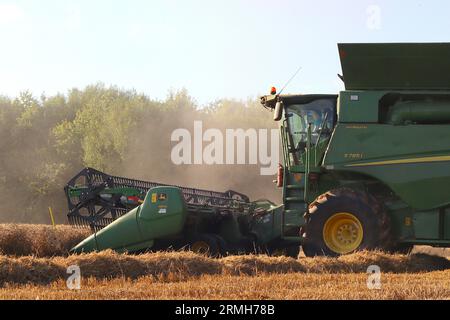 Mähdrescher-Fahrer startet eine weitere Reihe, die das gereifte Erntegut auf einem Weizenfeld in Buckinghamshire erntet, wenn das Abendlicht nachlässt, August 2023. Stockfoto