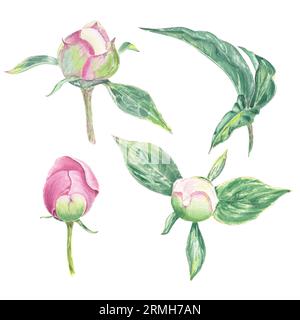 Aquarelle Pfingstrosen-Felsenblume handgezeichnet im botanischen Stil für Logo-, Hochzeiten-, Feiertags- und Geburtstagsdesigns. Pink Gänseblümchen süß isoliert Stockfoto