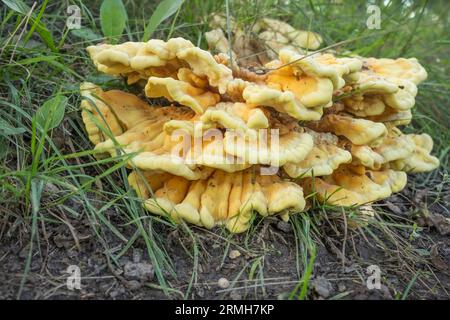 Schwefelgelbe Polypore (lat. Laetiporus sulphureus) an der Stumpffäule links. August Stockfoto